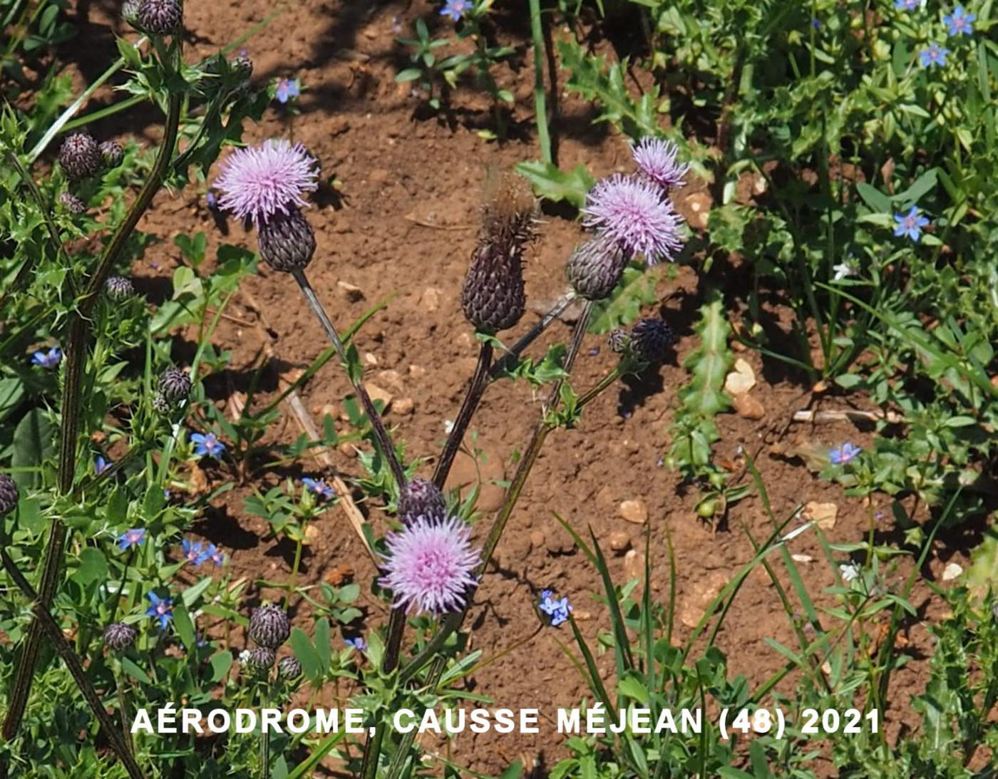 Thistle, Creeping flower